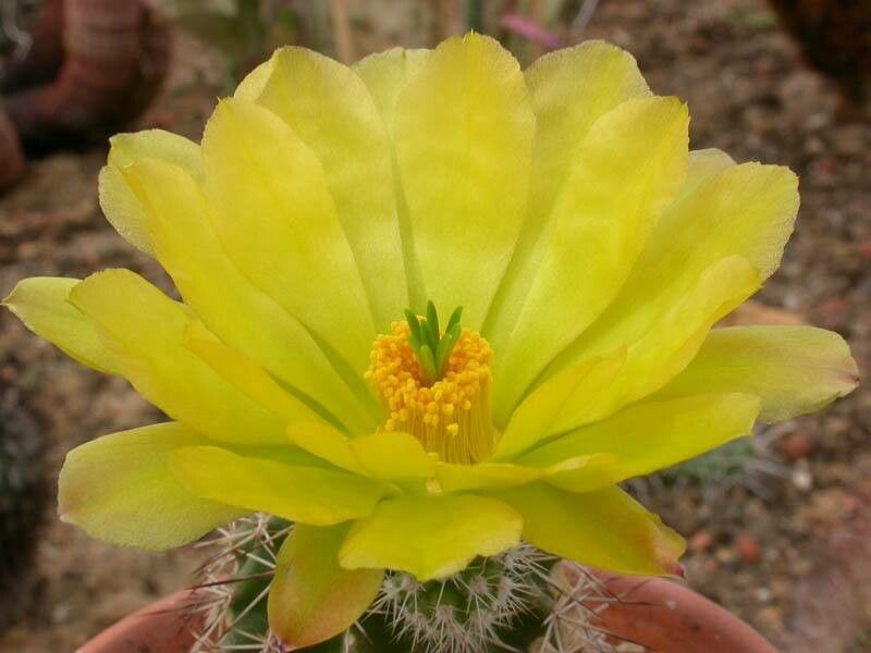 Echinocereus stolonifer flower