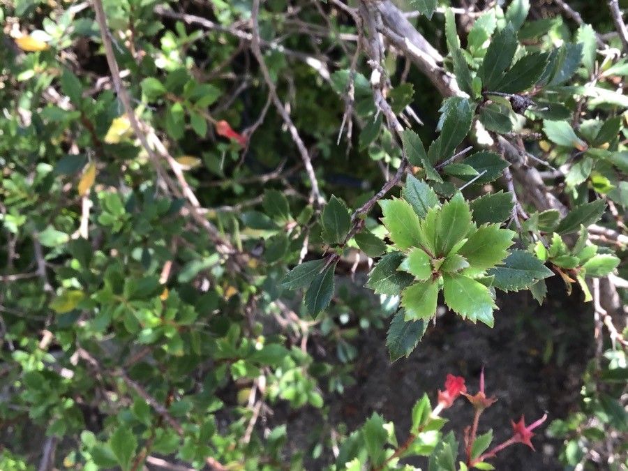 Escallonia micrantha leaf