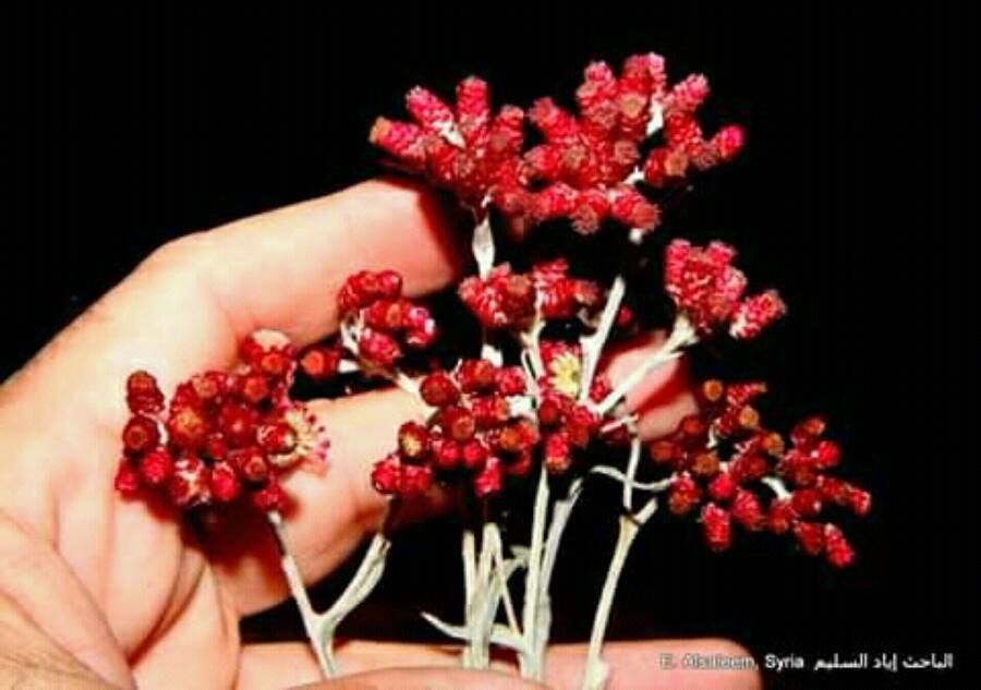 Helichrysum sanguineum — search result for 'Helichrysum'