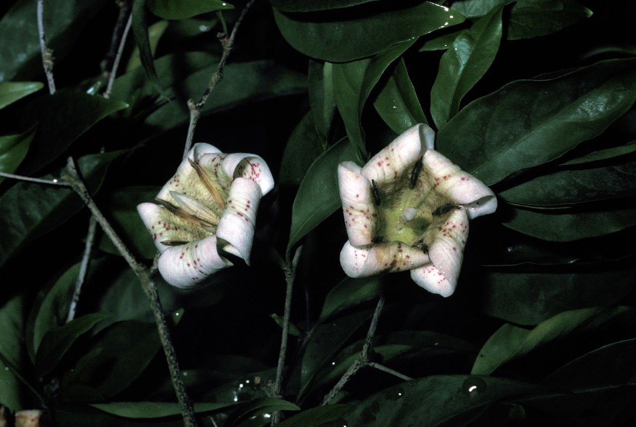 Rothmannia annae flower