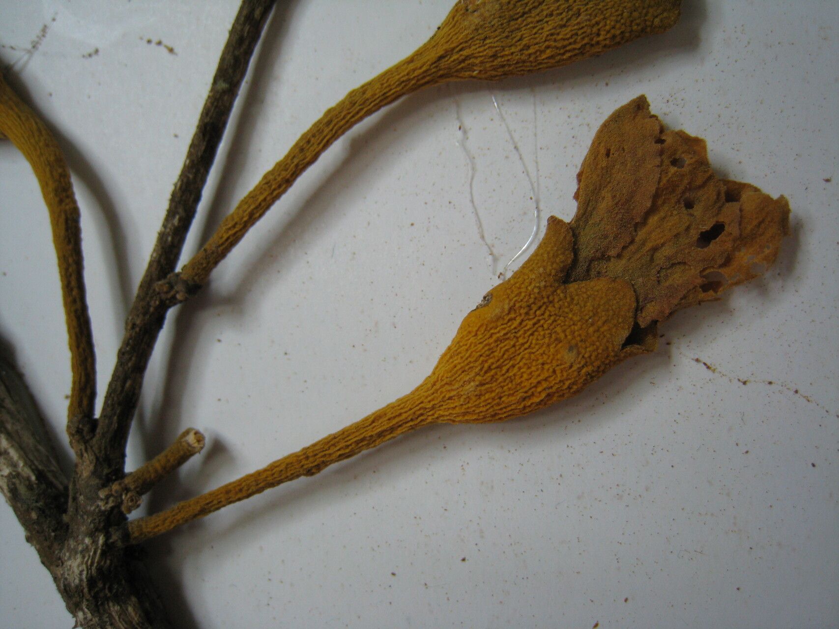 Matisia ochrocalyx other