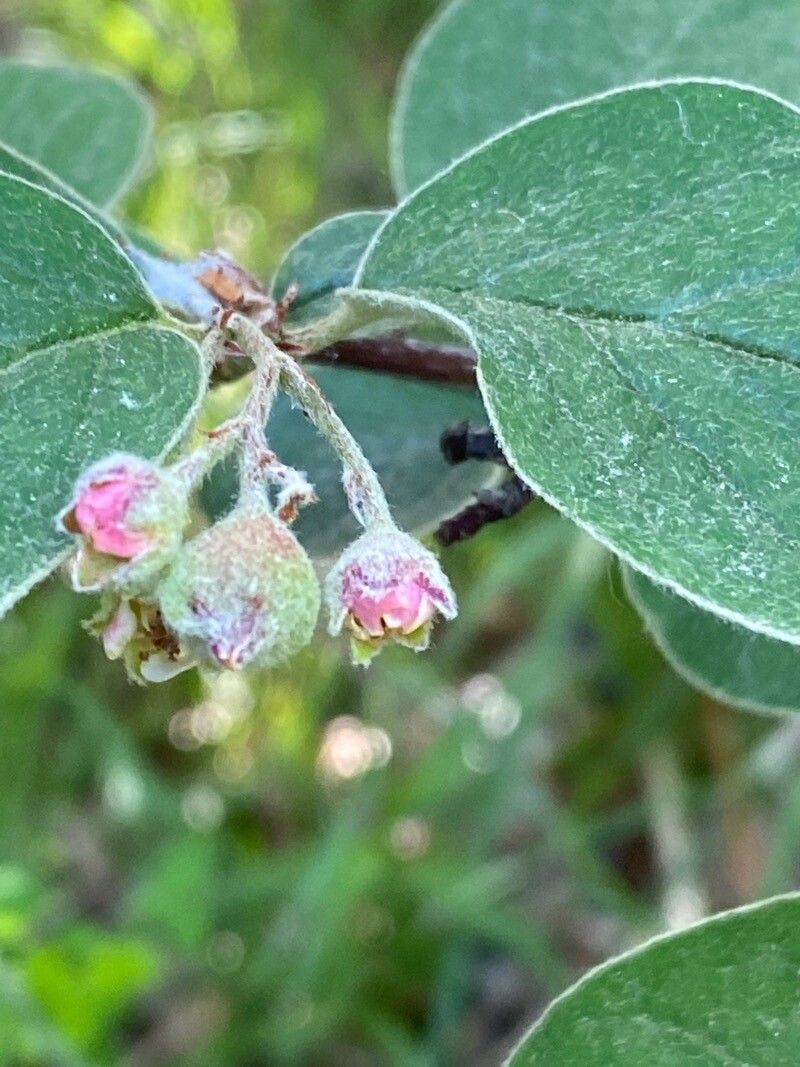 Cotoneaster tomentosus flower