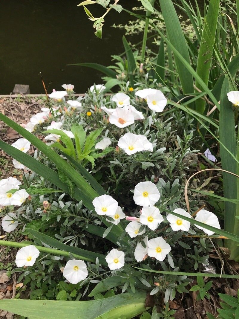 Convolvulus cneorum fruit