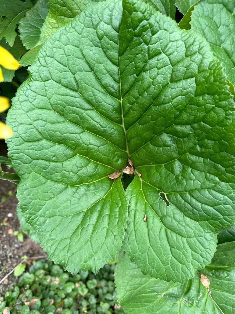 Ligularia hodgsonii — search result for 'Ligularia'
