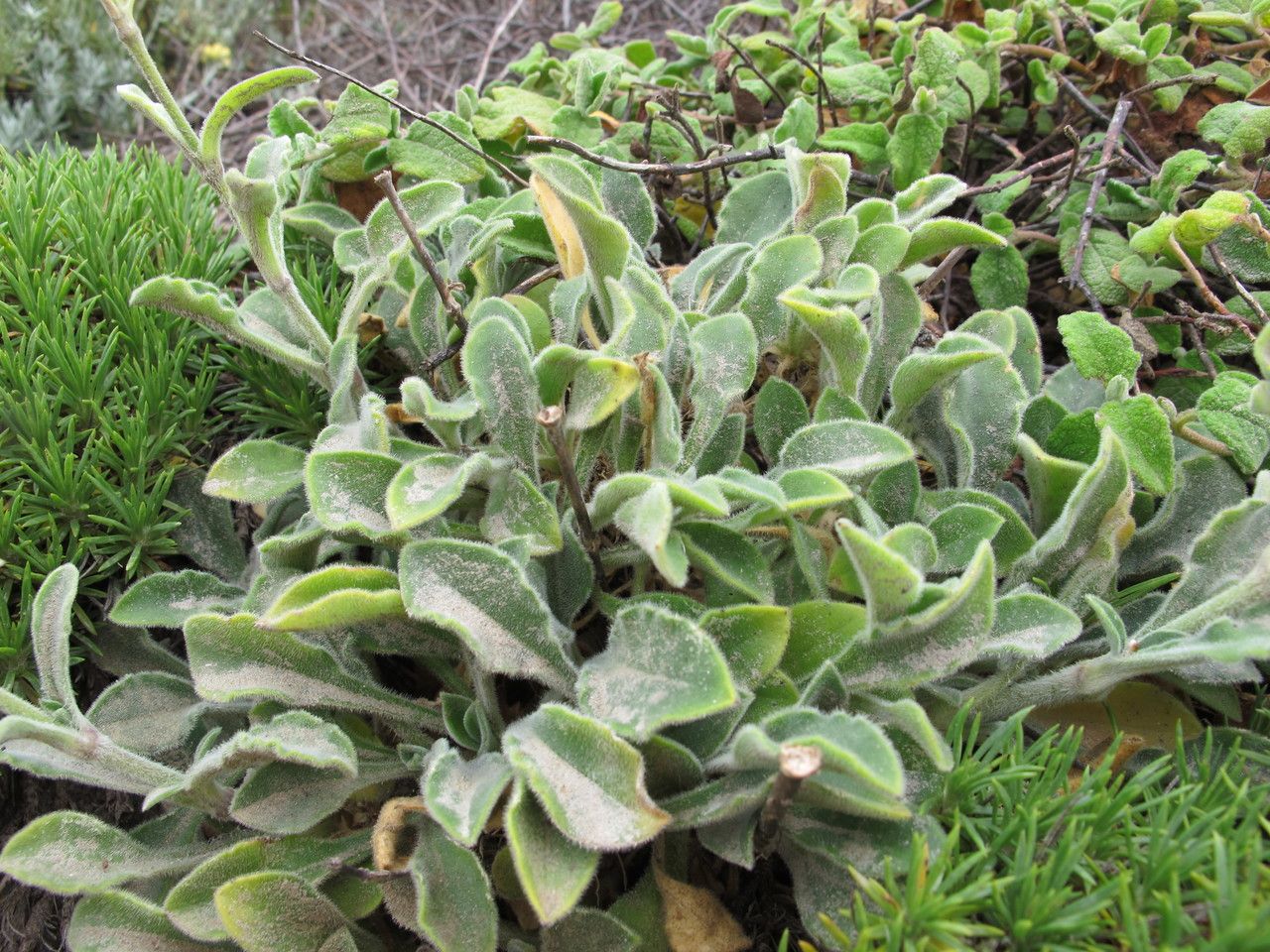 Silene badaroi habit