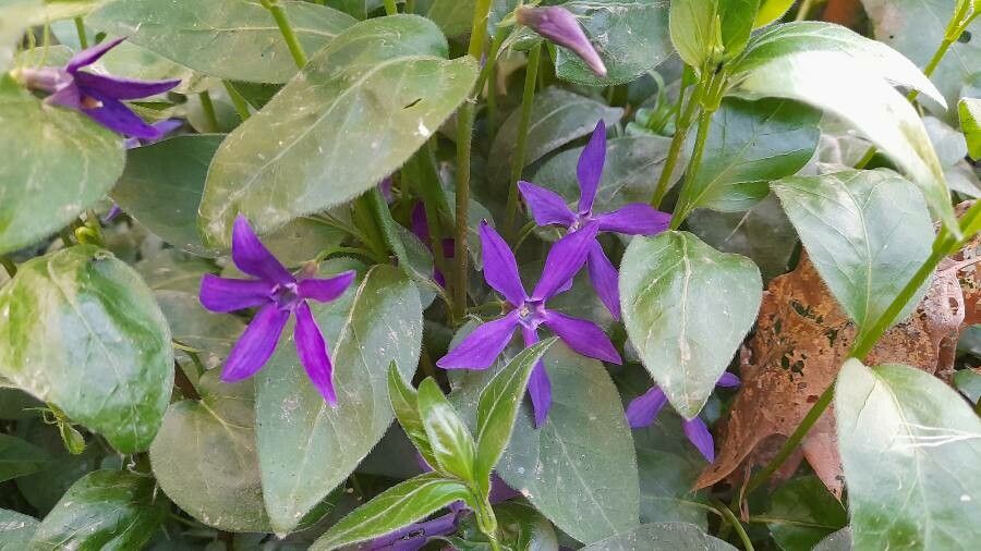 Vinca herbacea flower