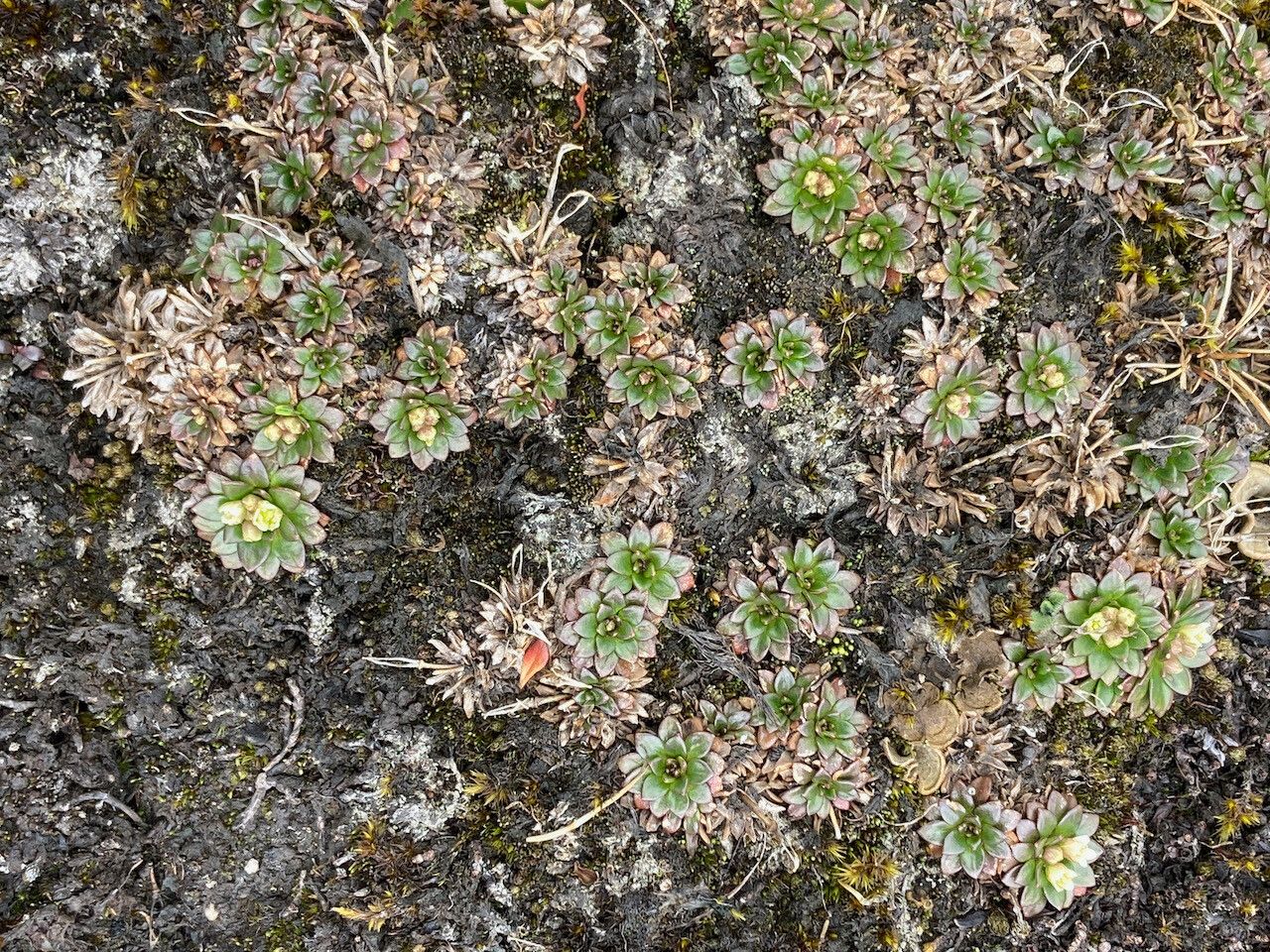 Eudema nubigena habit