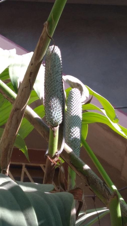 Rhaphidophora decursiva fruit