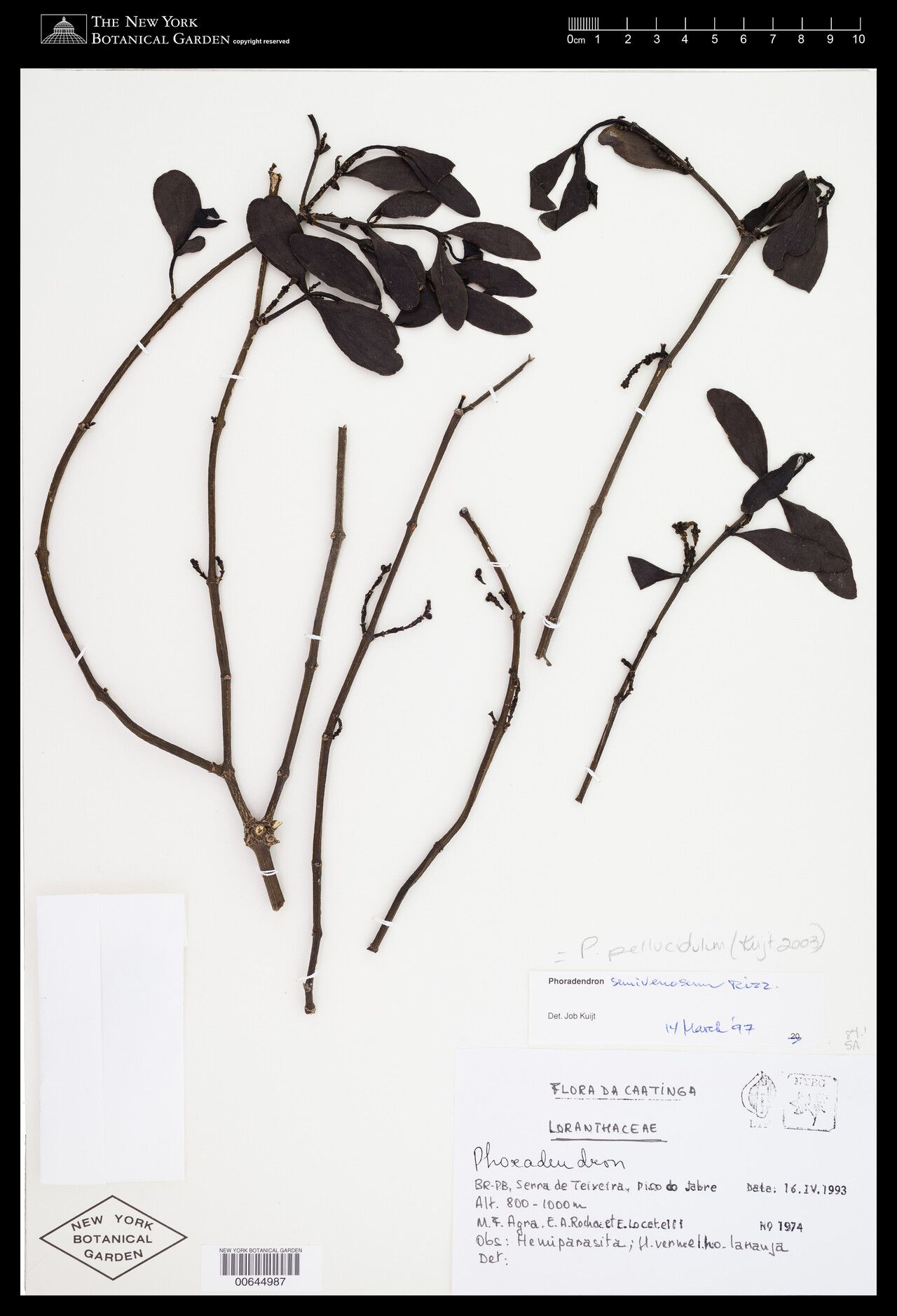 Phoradendron pellucidulum leaf