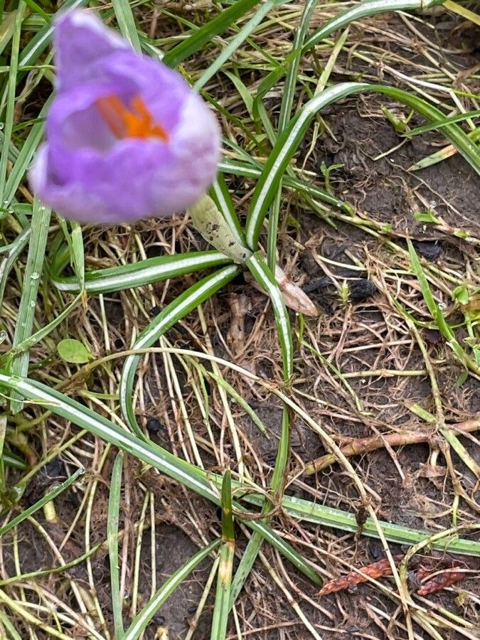 Crocus nudiflorus