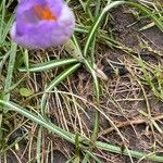 Crocus nudiflorus