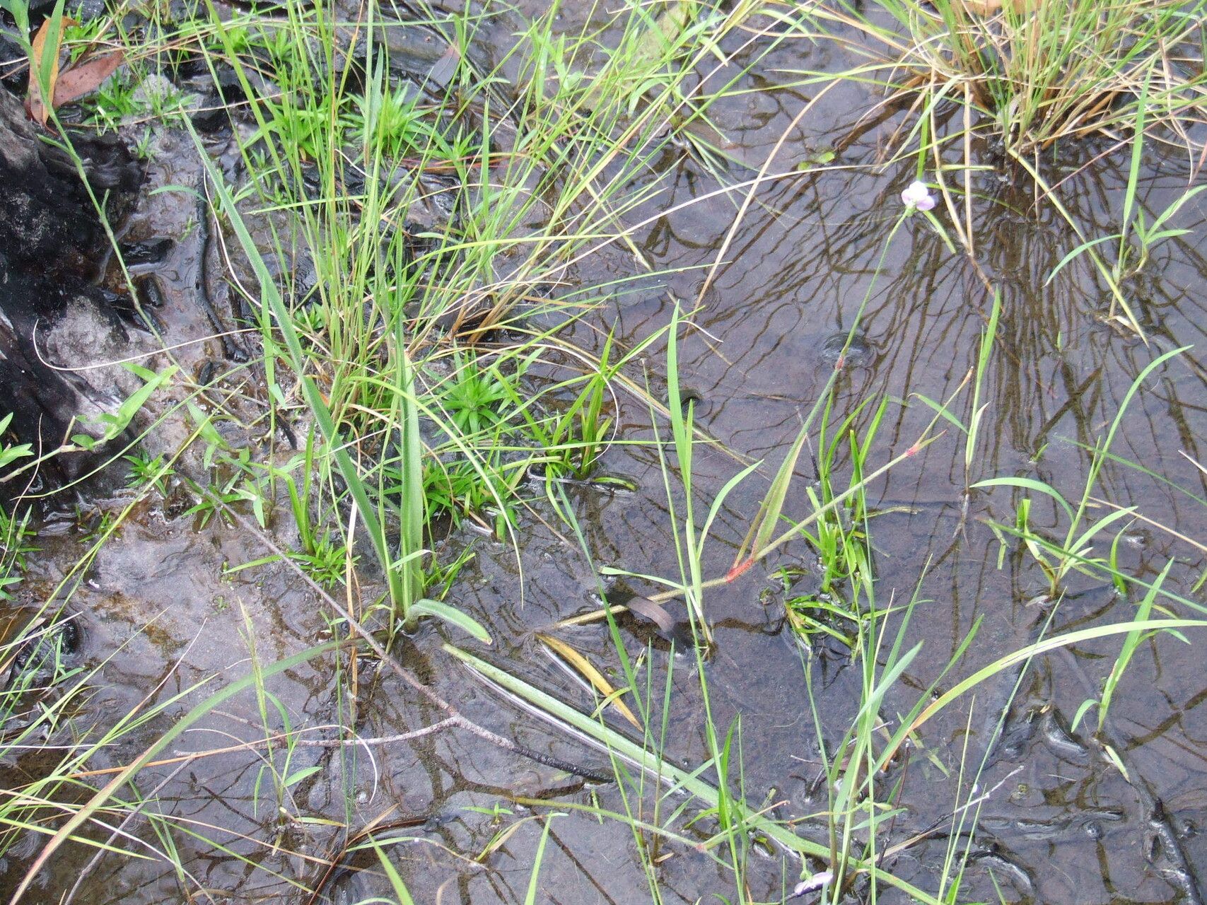 Murdannia gigantea habit