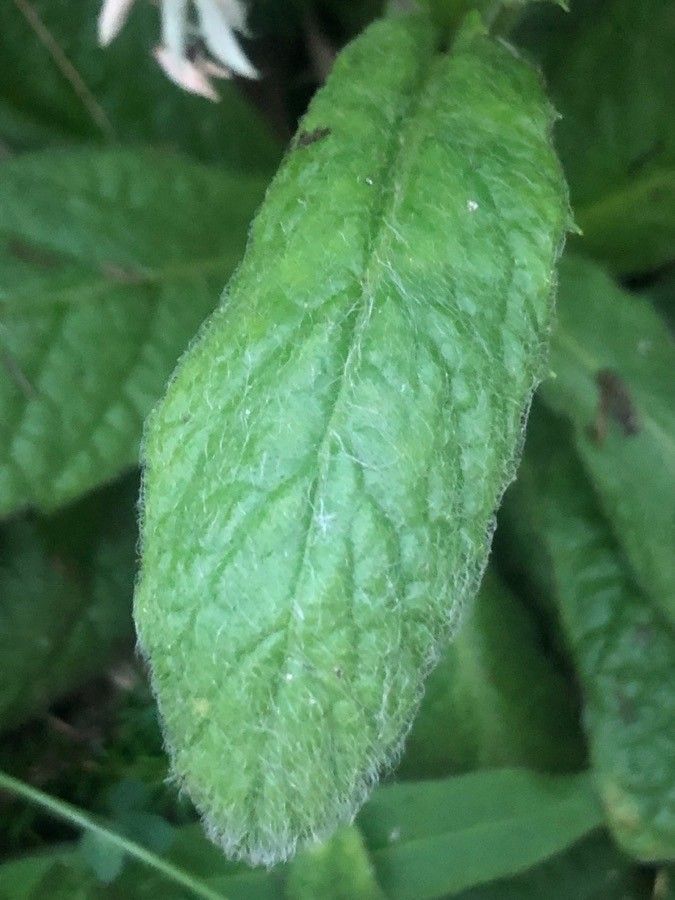 Pulicaria odora leaf