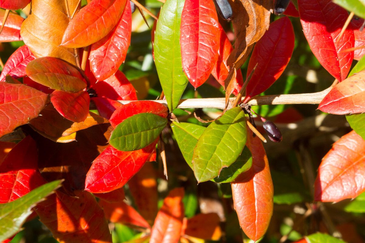 Berberis verruculosa leaf