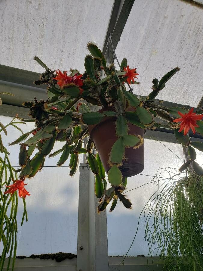 Hatiora gaertneri habit