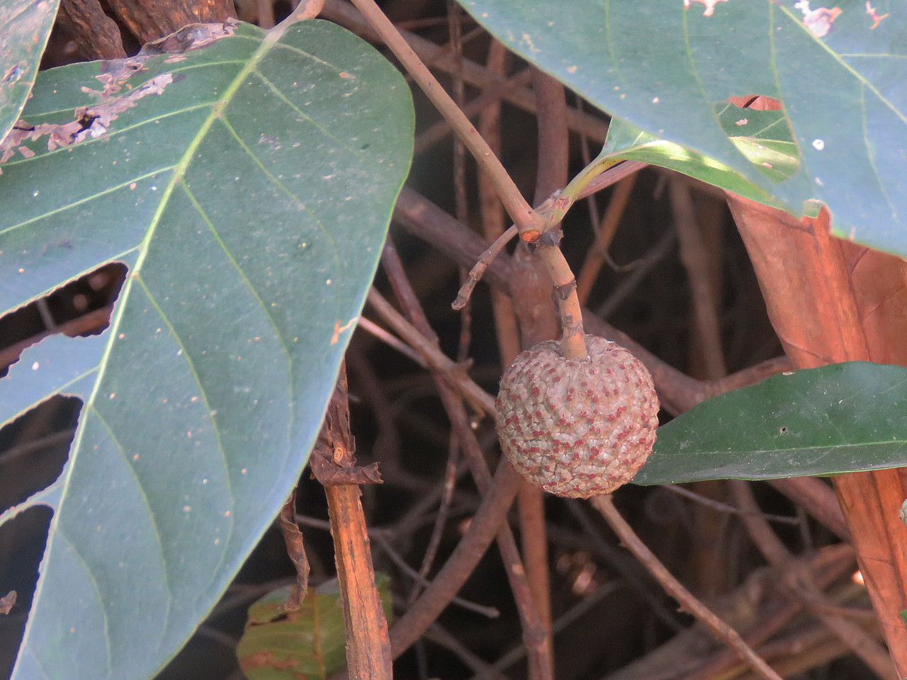 Sarcocephalus latifolius fruit