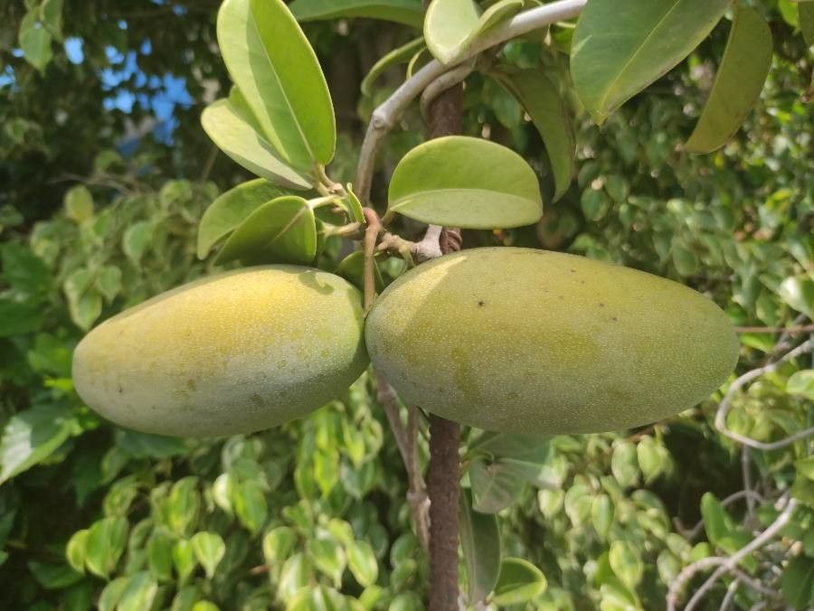 Marsdenia floribunda fruit