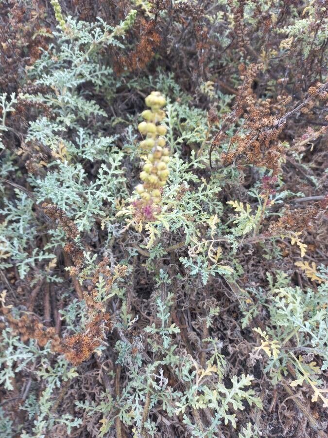 Ambrosia chamissonis leaf