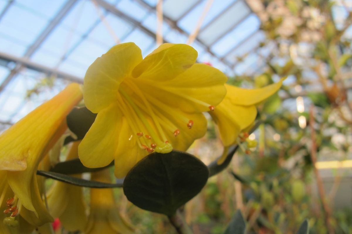 Rhododendron brassii flower
