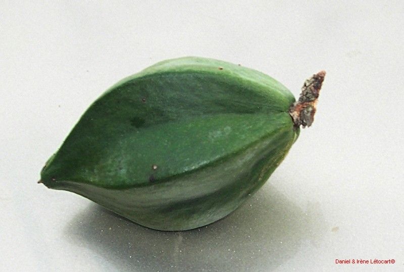 Planchonella cauliflora other