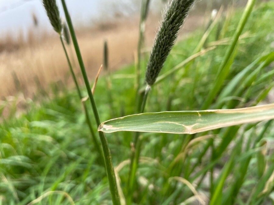Alopecurus pratensis leaf
