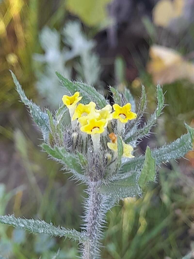 Arnebia decumbens flower