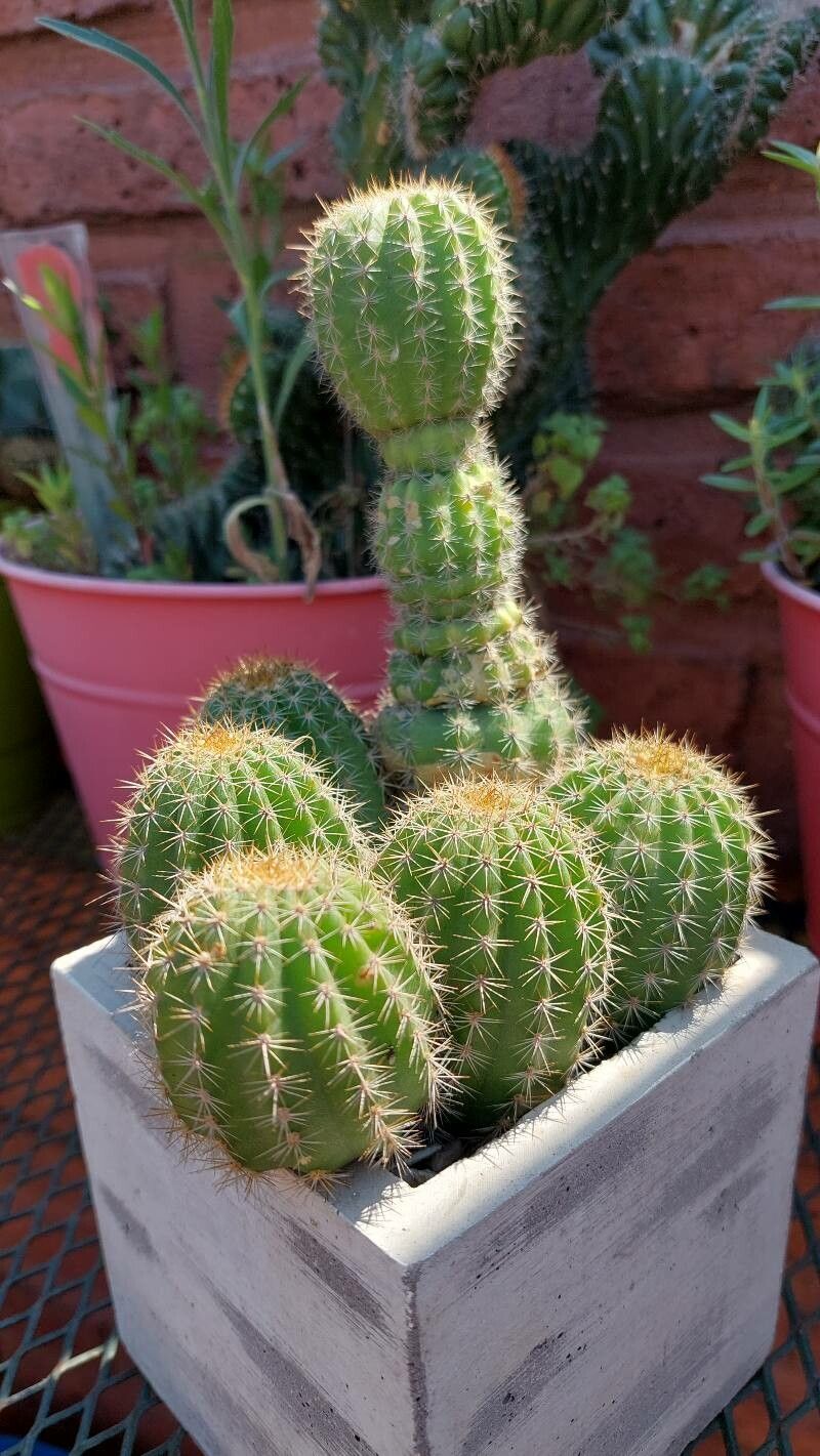 Echinopsis calochlora bark