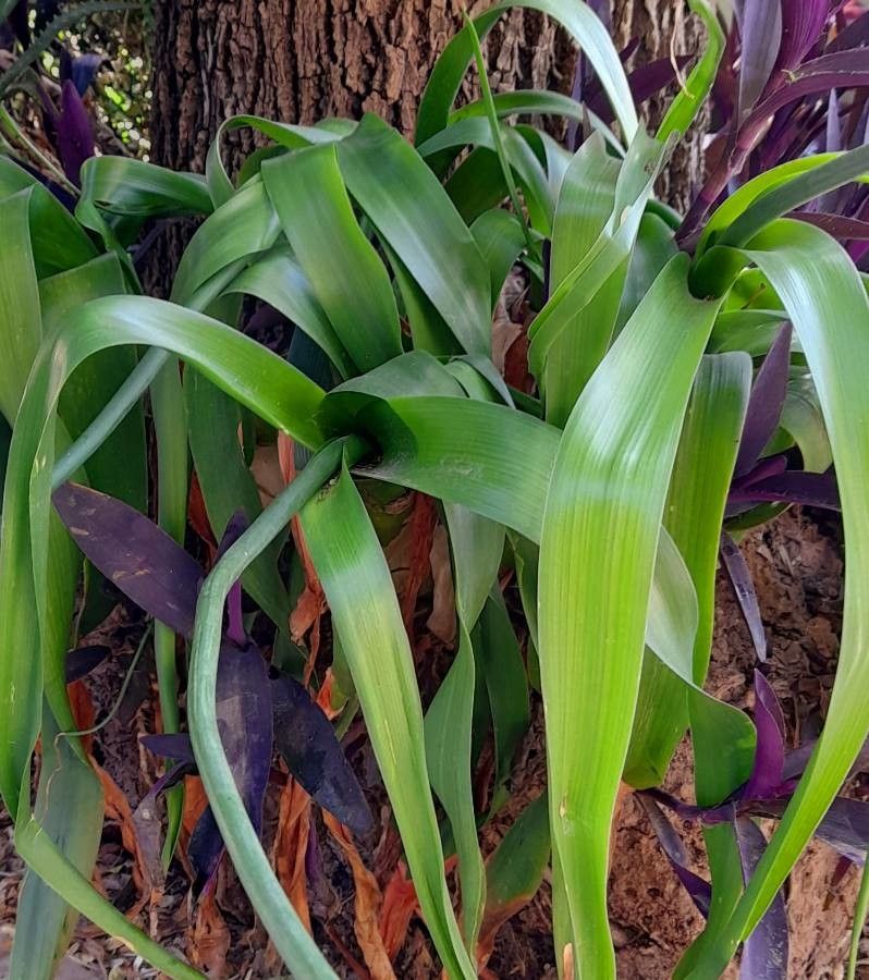 Albuca bracteata leaf