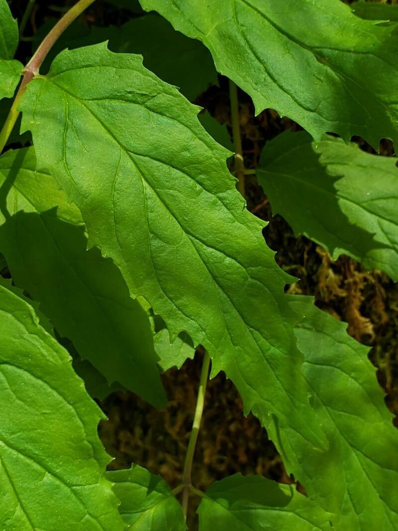 Nothochelone nemorosa leaf