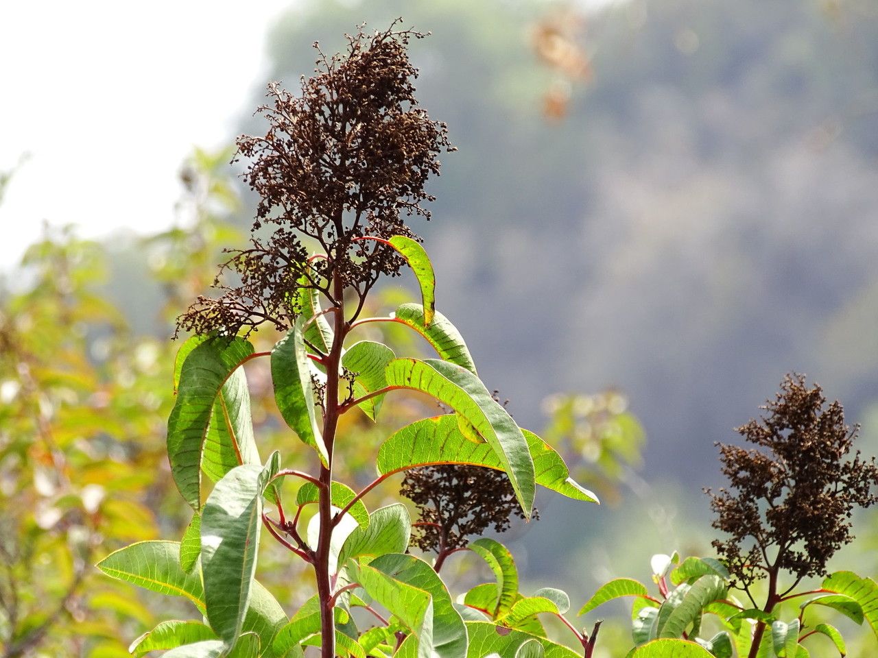 Malosma laurina fruit
