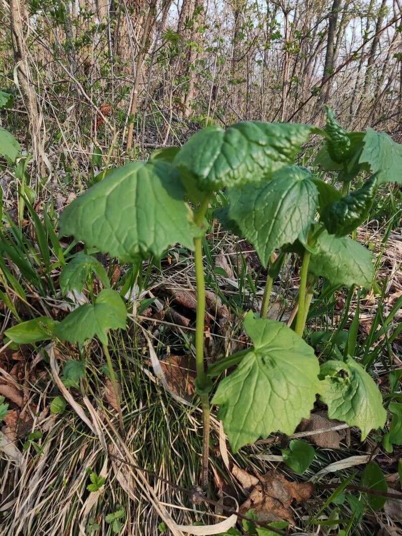 Parasenecio auriculatus habit