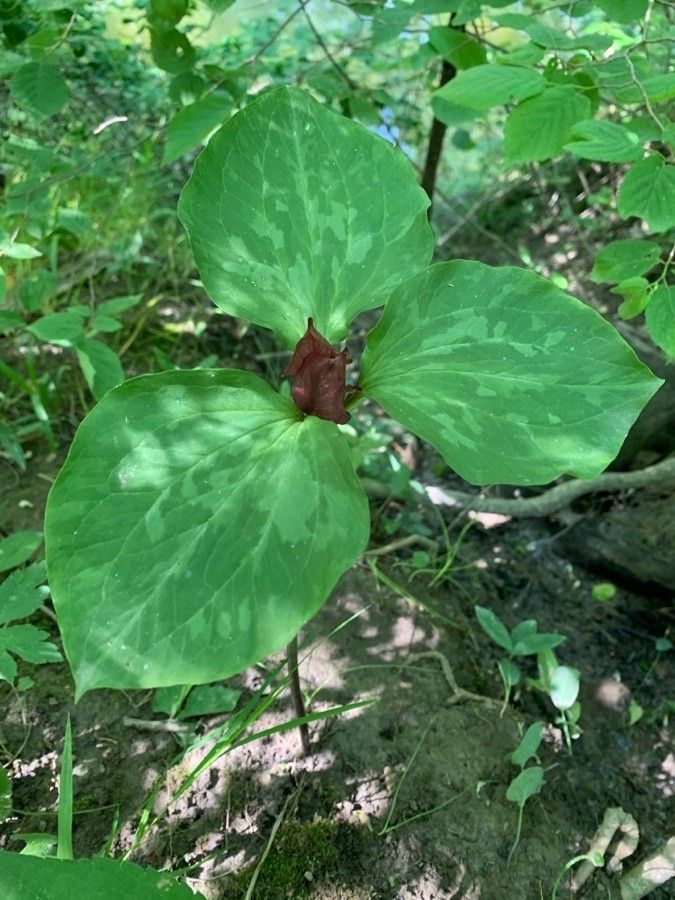 Trillium viridescens flower