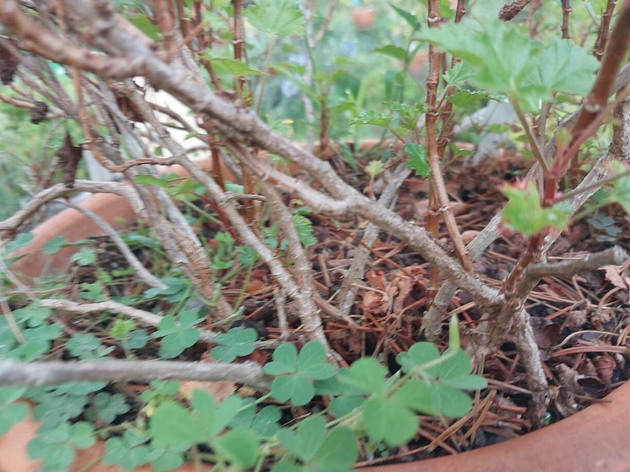 Pelargonium sublignosum bark