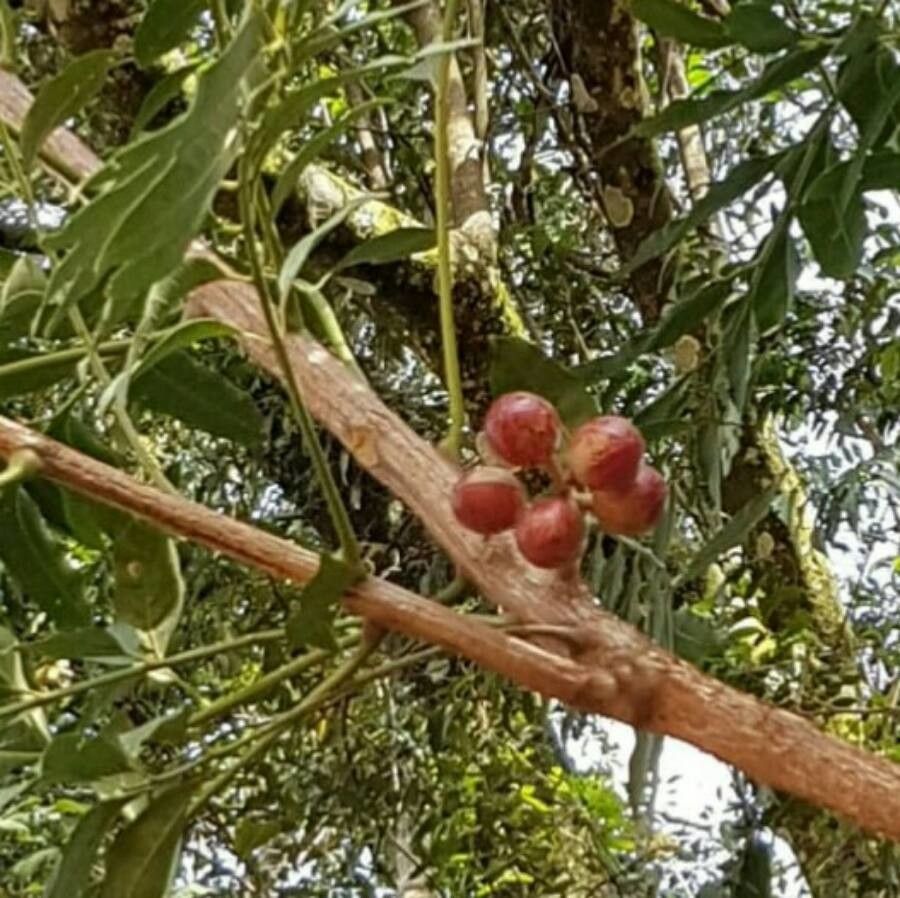 Cabralea canjerana fruit