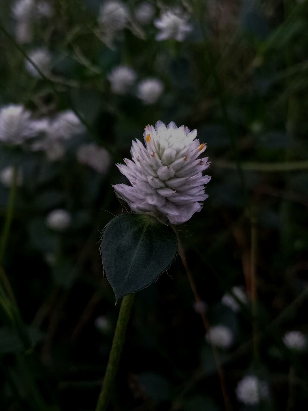 Gomphrena serrata flower
