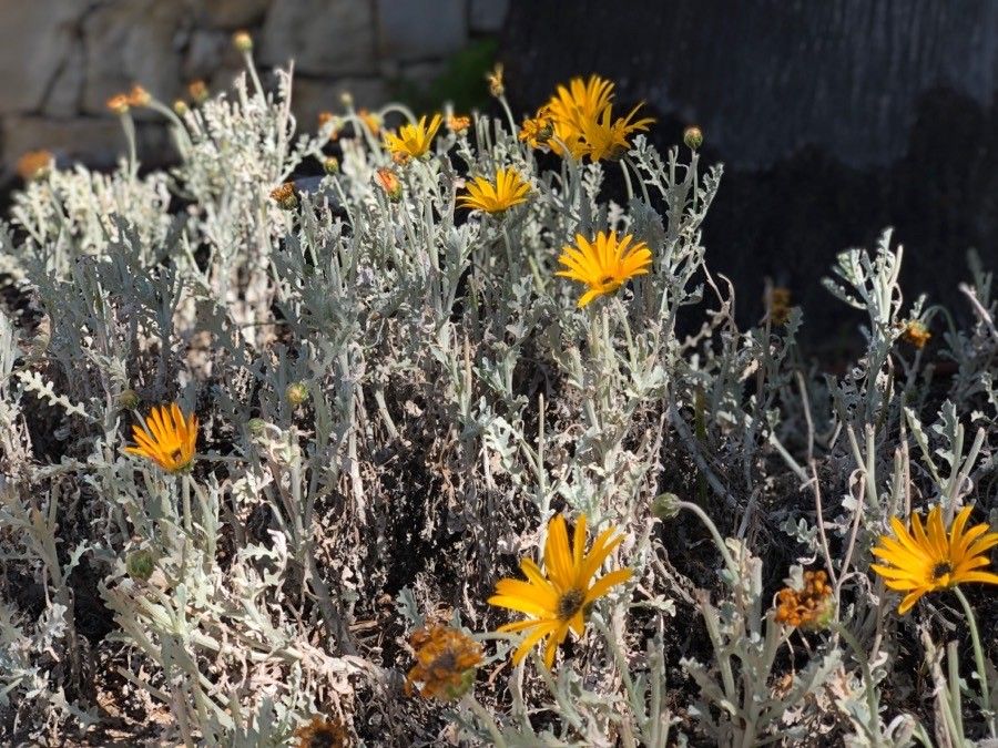 Machaeranthera gracilis flower