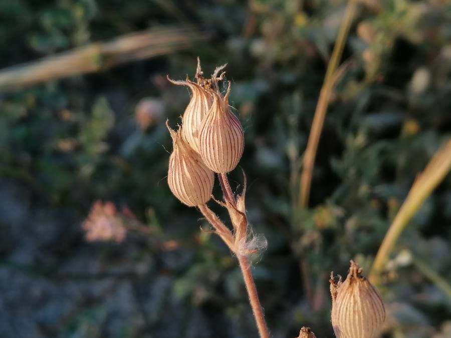 Silene conica fruit
