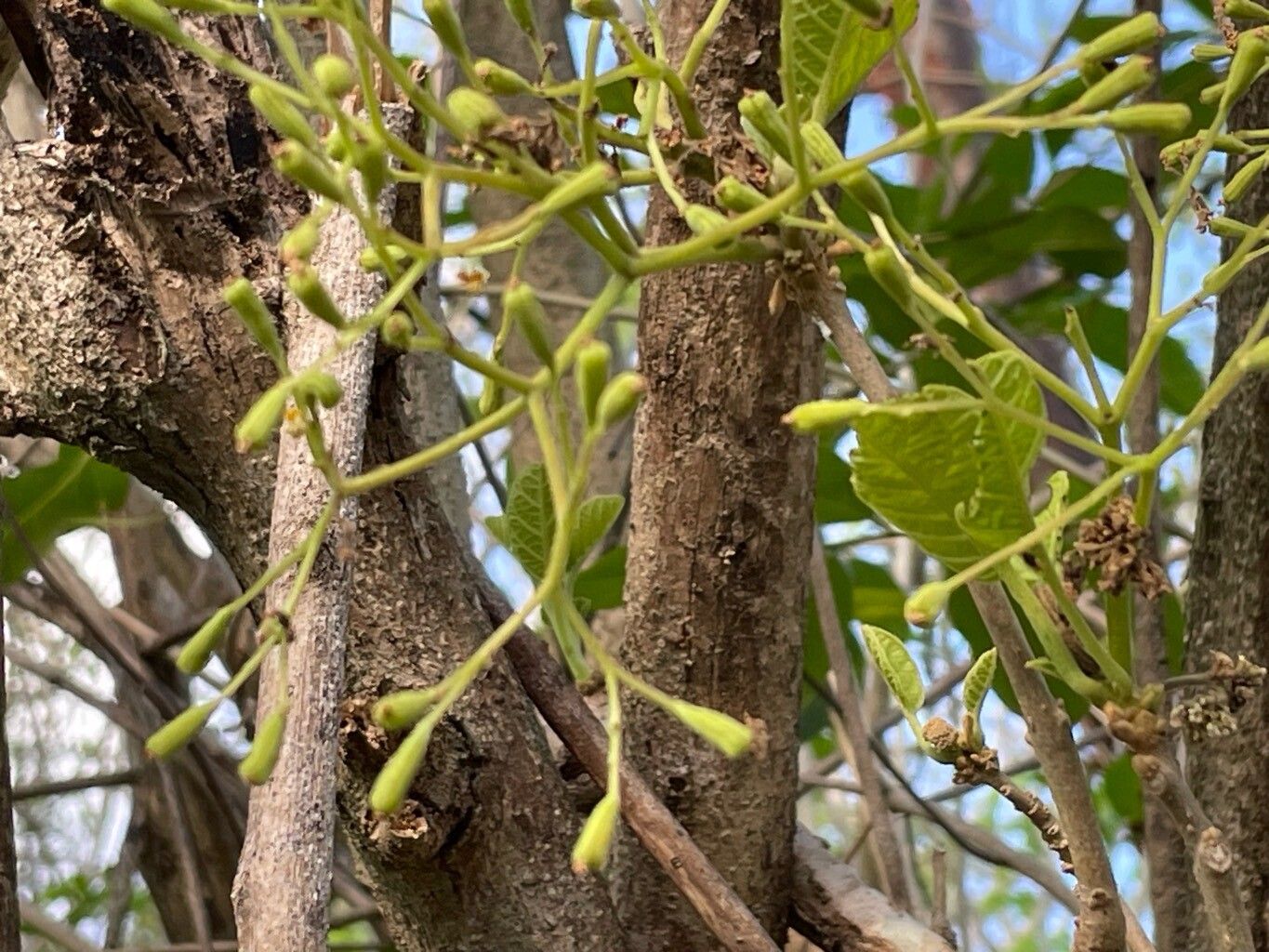 Pisonia margaretiae fruit