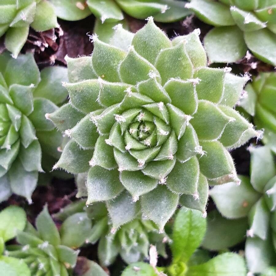 Sempervivum montanum