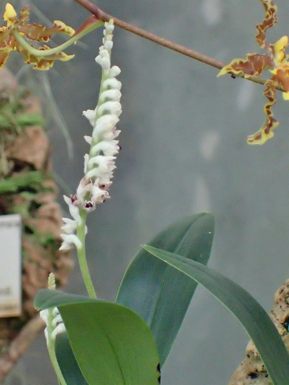 Pinalia stricta other