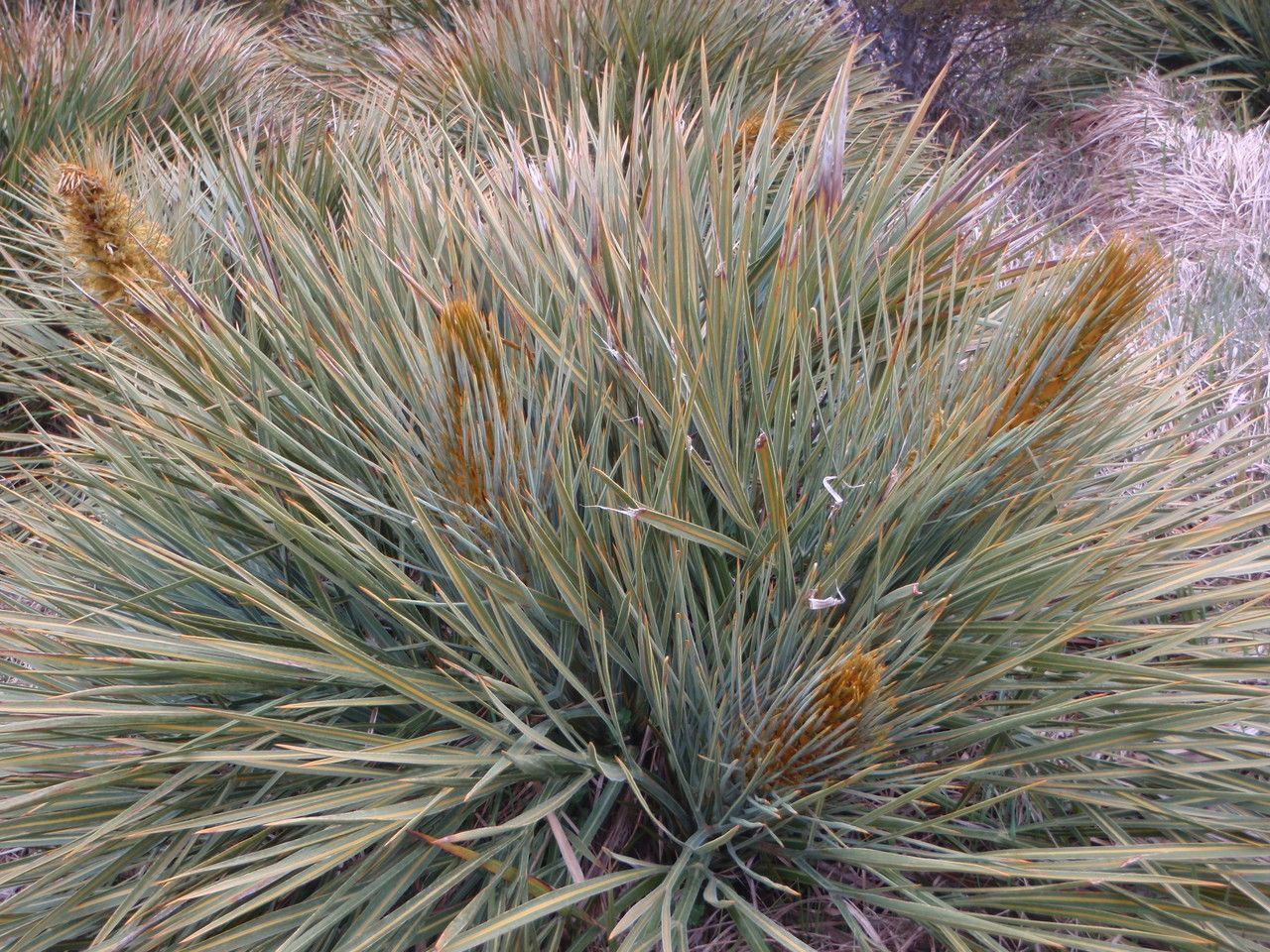 Aciphylla colensoi habit