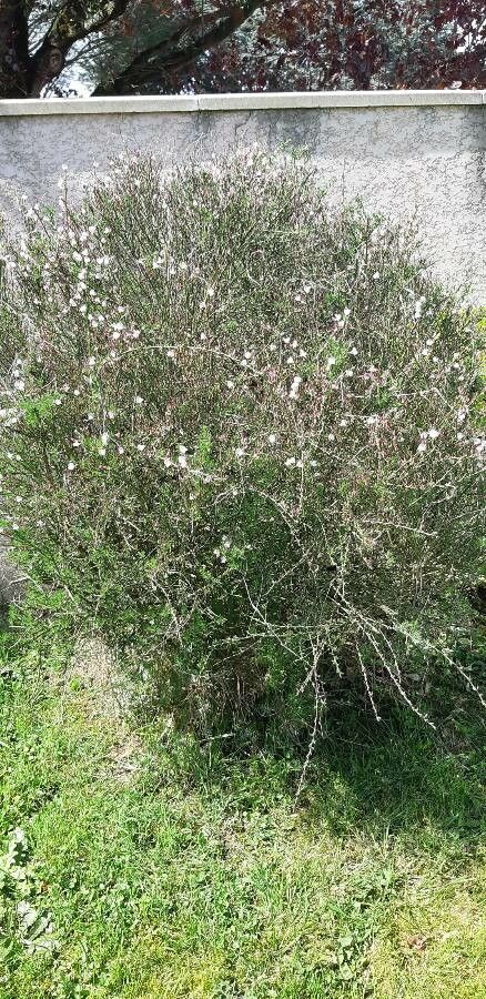 Cytisus purpureus habit
