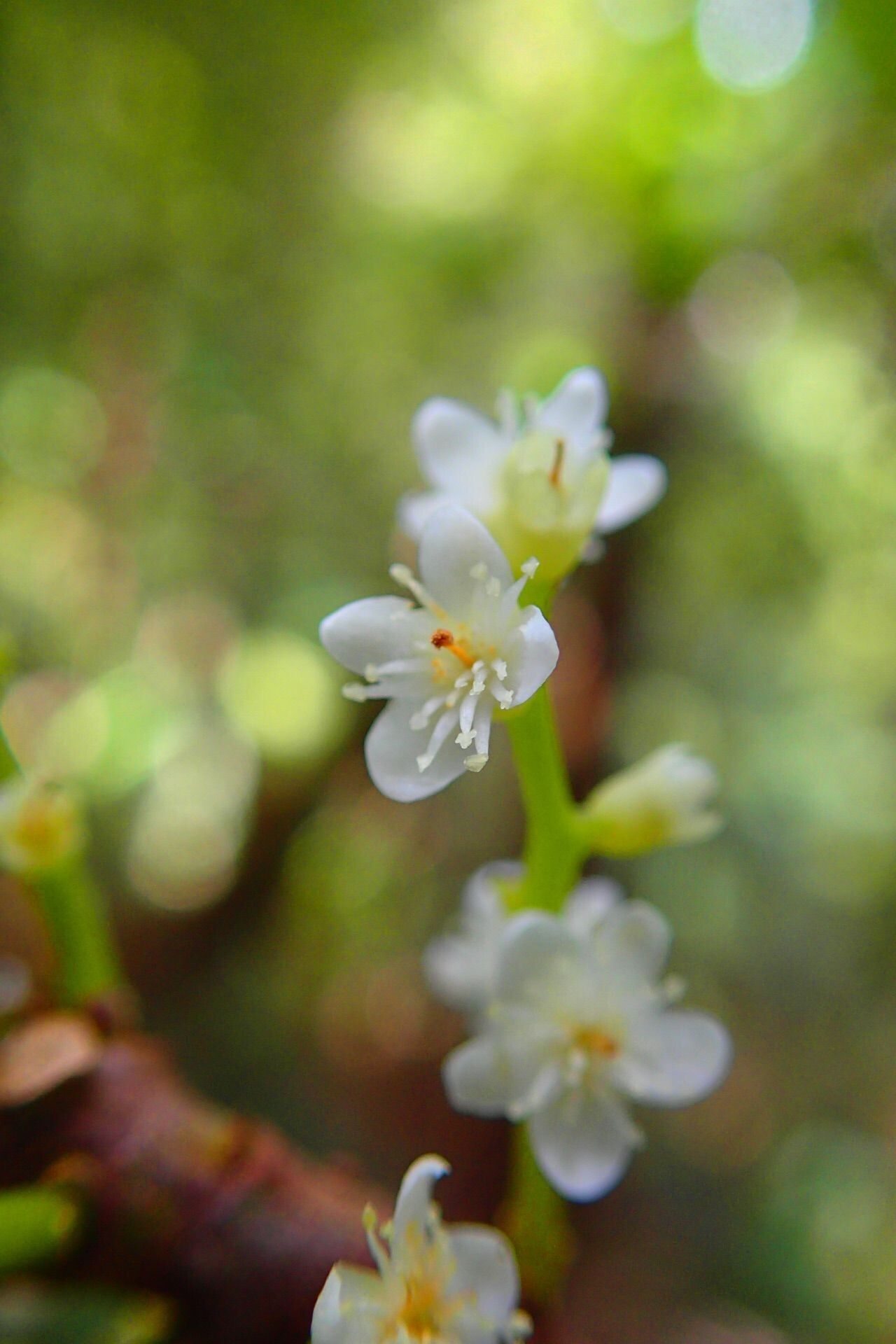 Symplocos montana flower