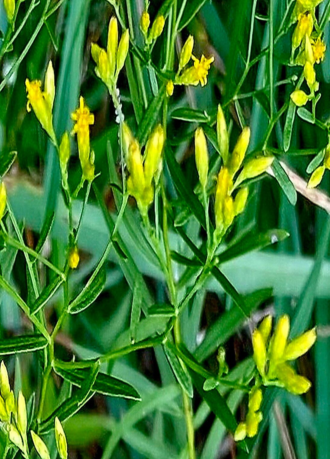 Euthamia leptocephala — related species from the same genus