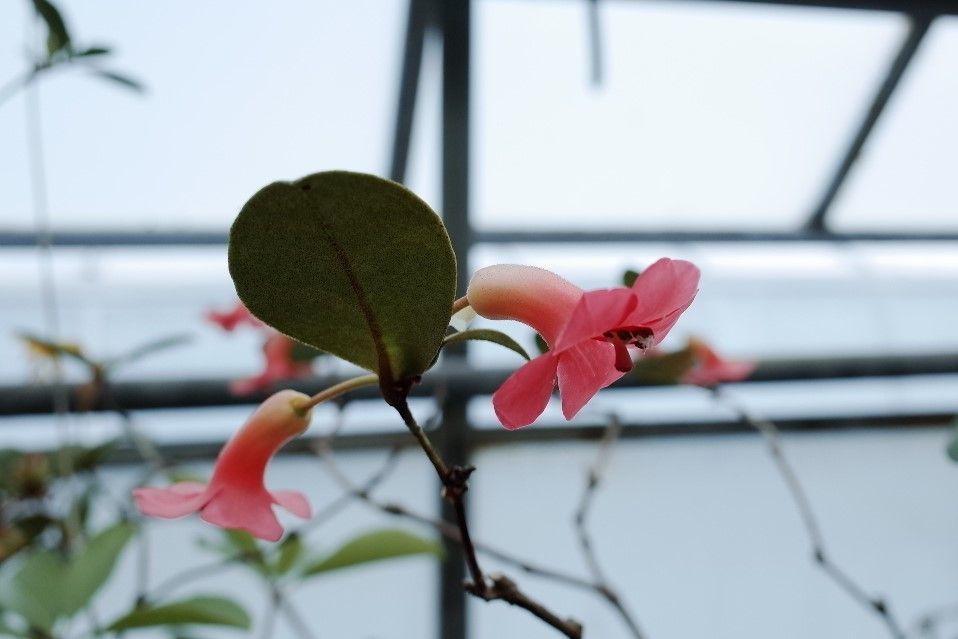 Rhododendron christi flower