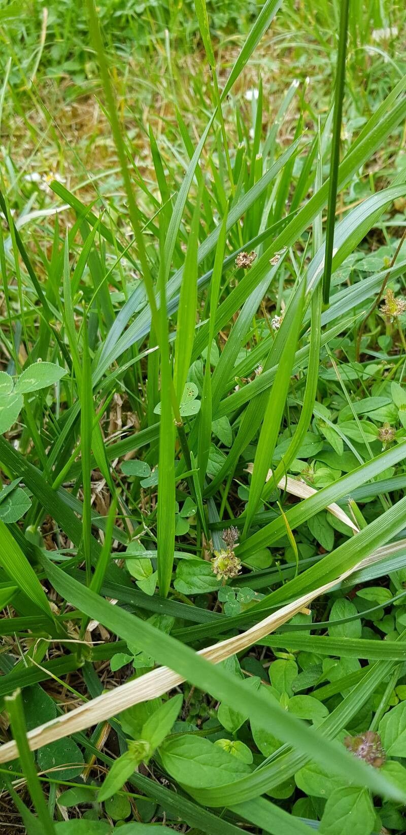 Schedonorus arundinaceus