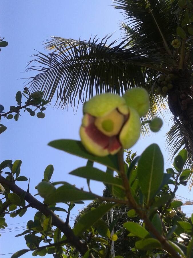 Annona spinescens flower