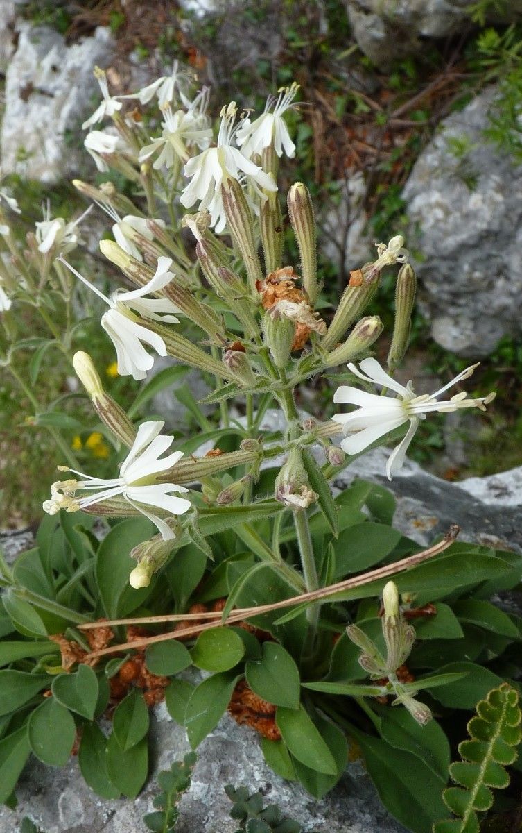 Silene andryalifolia habit