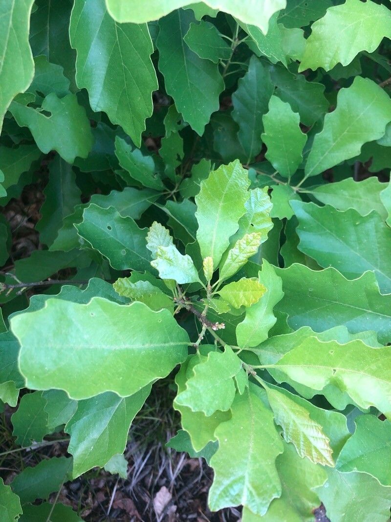 Quercus prinoides leaf