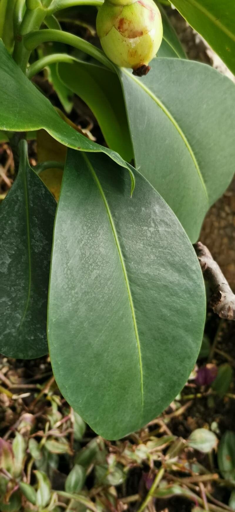 Clusia nemorosa — search result for 'Clusia'